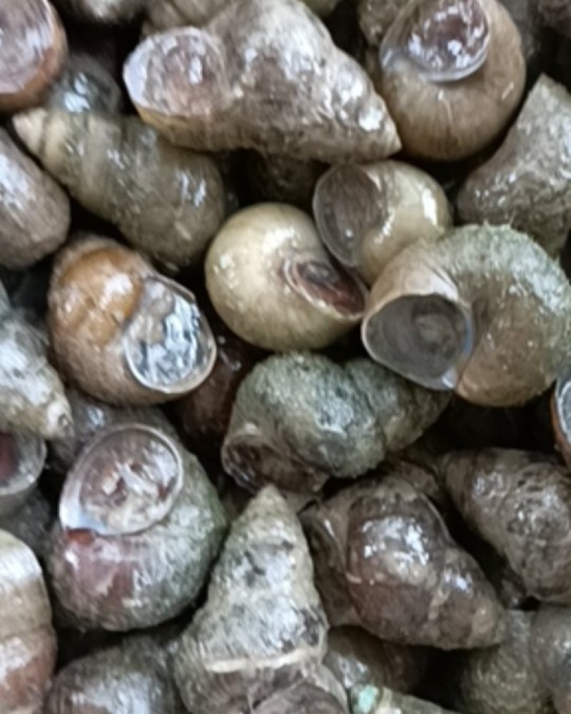 潜江养殖薄壳螺蛳，质量好，炮头多，1.6以上的不封顶