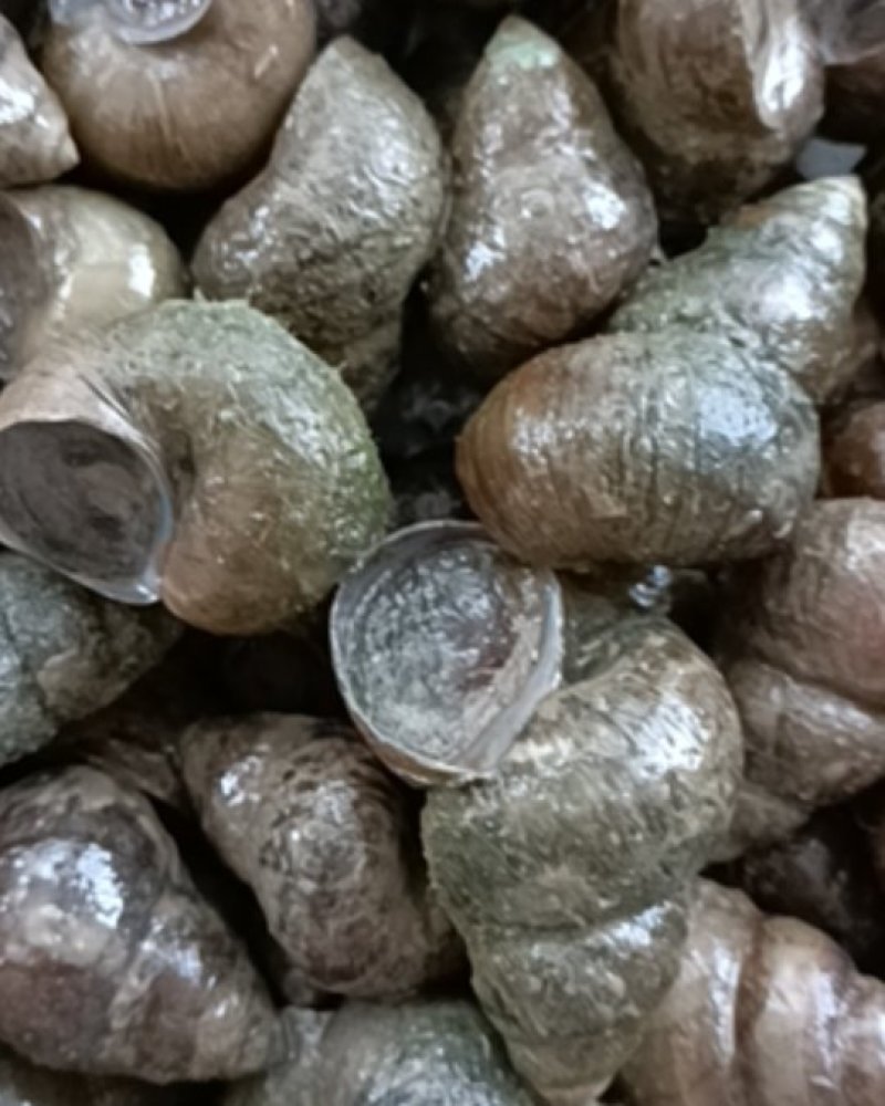 潜江养殖薄壳螺蛳，质量好，炮头多，1.6以上的不封顶