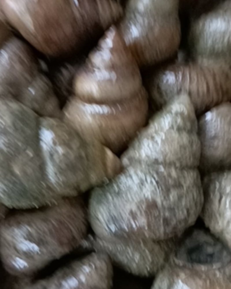 潜江养殖薄壳螺蛳，豹头多且大，有各种规格，服务新老客户