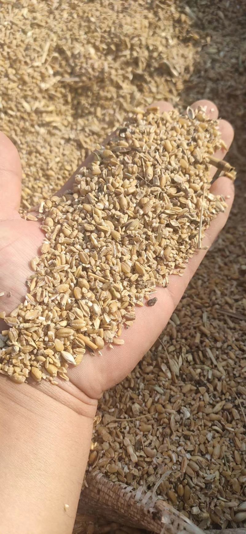 成年供应碎玉米，碎小麦下脚料适合各种鸡鸭牛羊养殖。