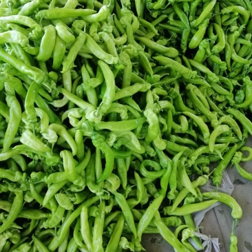 唐山各种蔬菜大量上市了