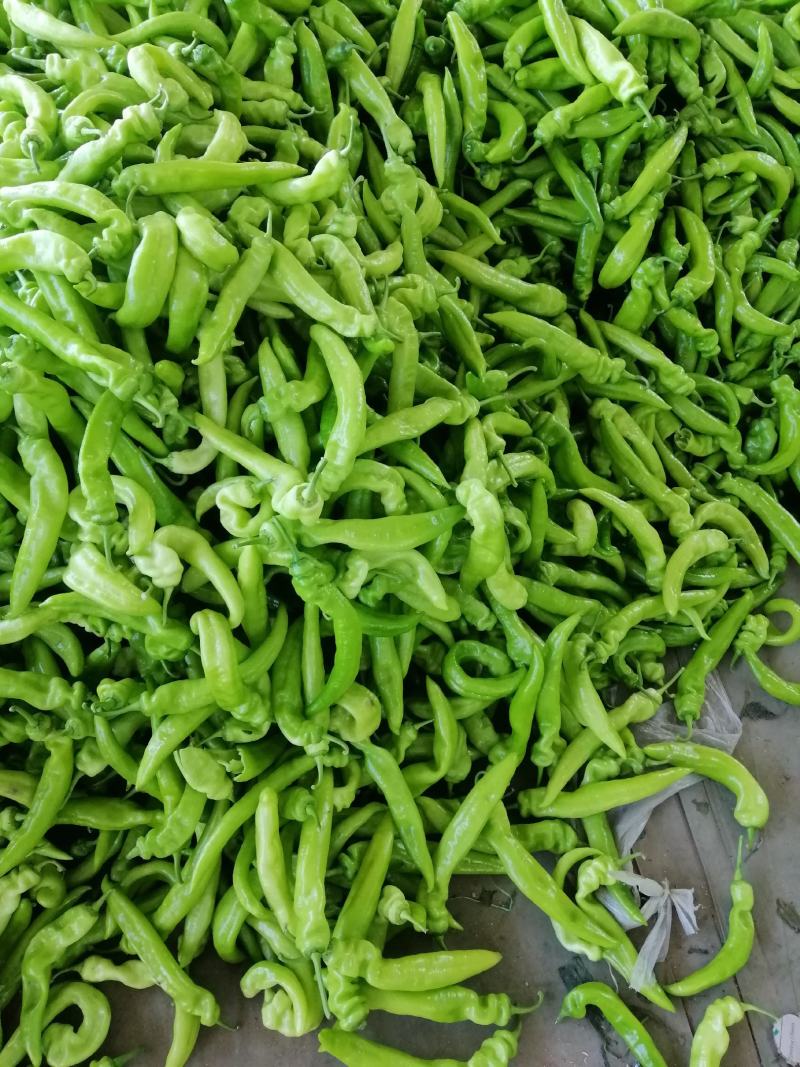 唐山各种蔬菜大量上市了