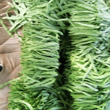 唐山各种蔬菜大量上市了，今天大落价
