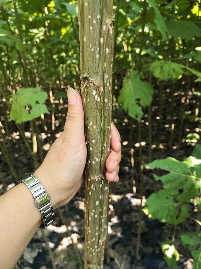 杨树苗速生苗无絮南林杨树苗3804百亩基地实地考