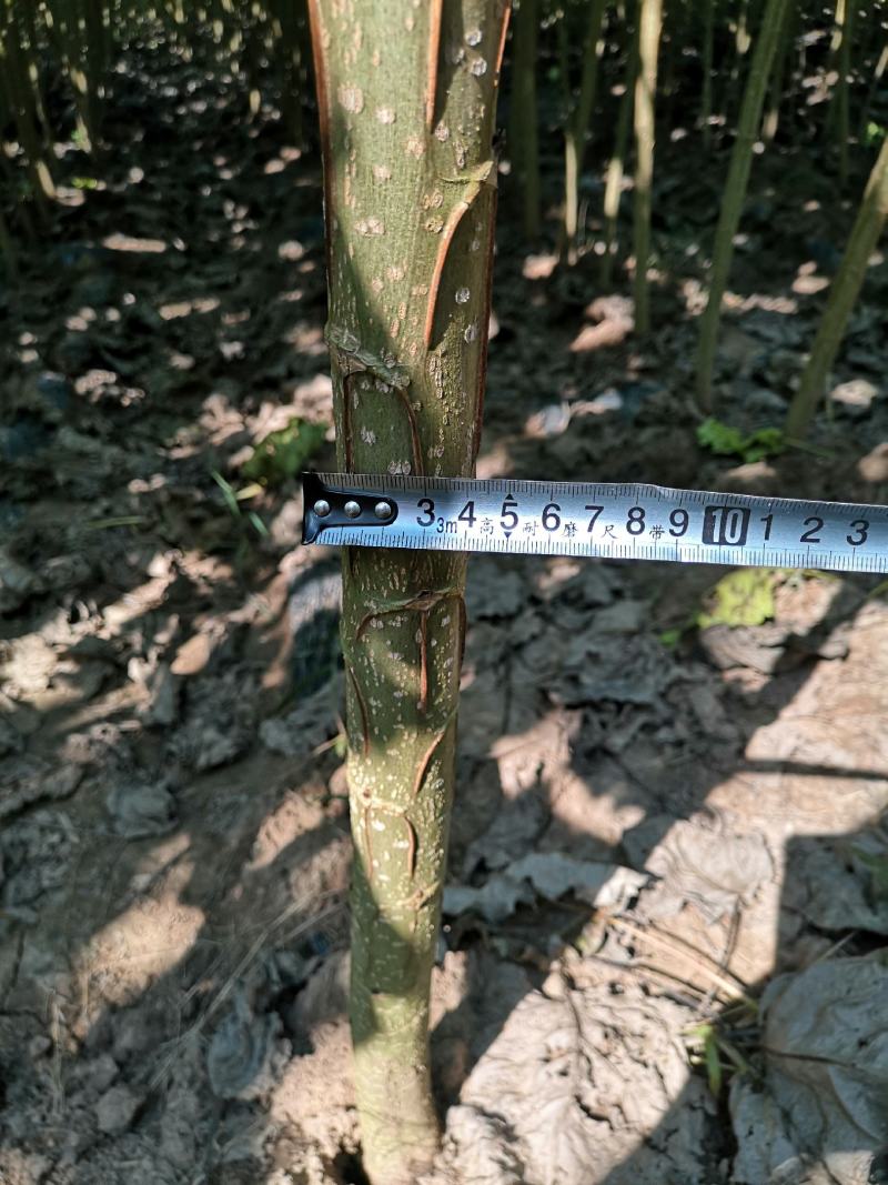 杨树苗速生苗无絮南林杨树苗3804百亩基地实地考