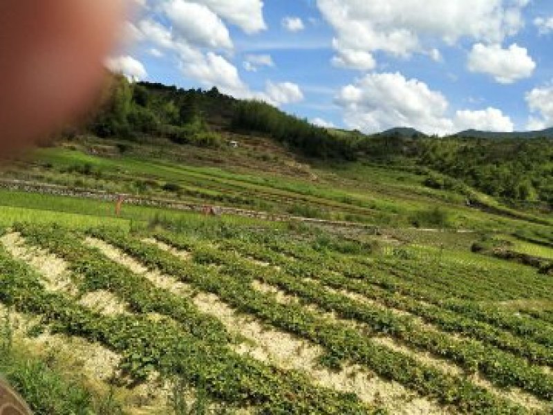 新品福鼎管阳柘荣高山太子参厂地加工直接大量批发供应