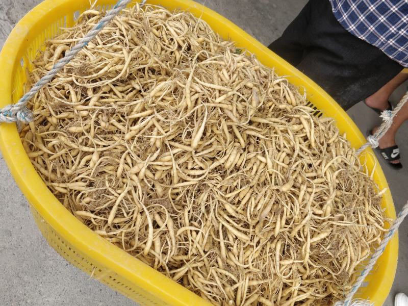 新品福鼎管阳柘荣高山太子参厂地加工直接大量批发供应