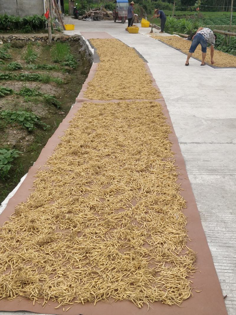 新品福鼎管阳柘荣高山太子参厂地加工直接大量批发供应