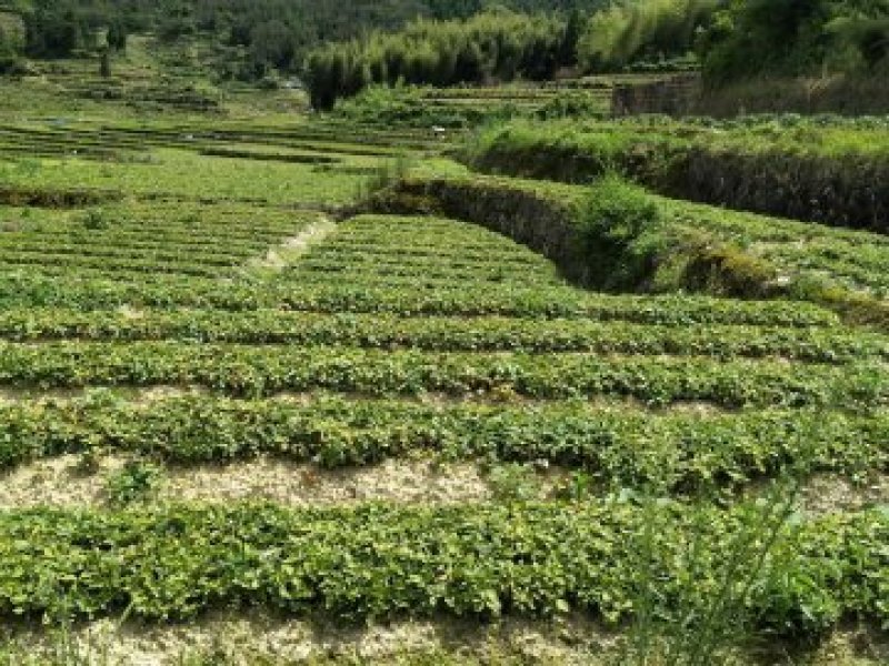 福建福鼎自家及镇上农户太子参大量供应