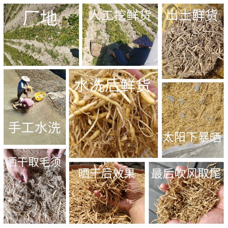 福建福鼎自家及镇上农户太子参大量供应