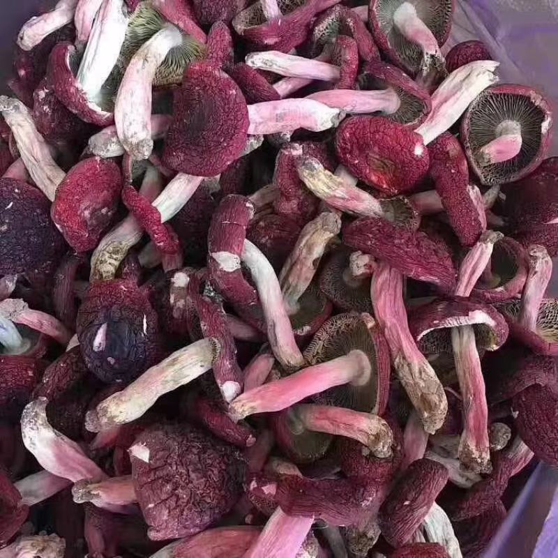 云南野生大红菇特级中菇小菇批发量大从优