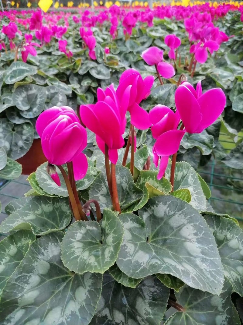 仙客来，16双色杯，红，玫，粉三色可选。