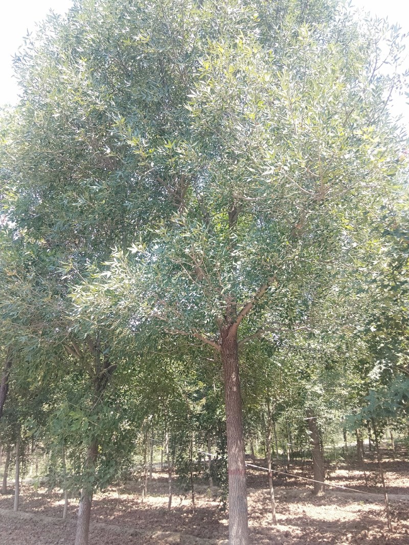 白蜡15-20公分，有量，需要的可以联系