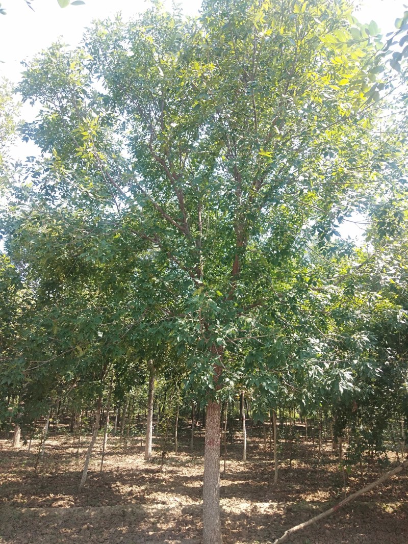 白蜡15-20公分，有量，需要的可以联系