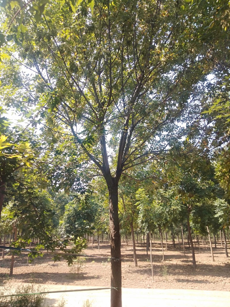 白蜡15-20公分，有量，需要的可以联系