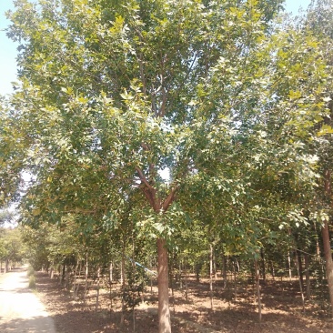 白蜡15-20公分，有量，需要的可以联系