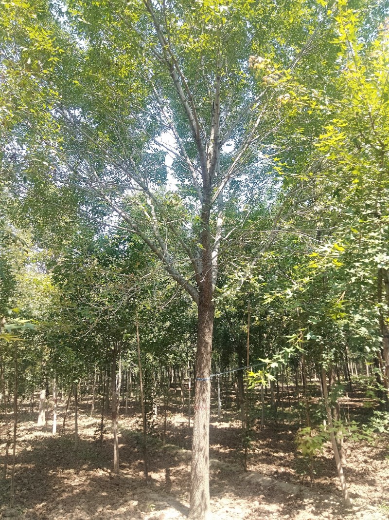 白蜡15-20公分，有量，需要的可以联系