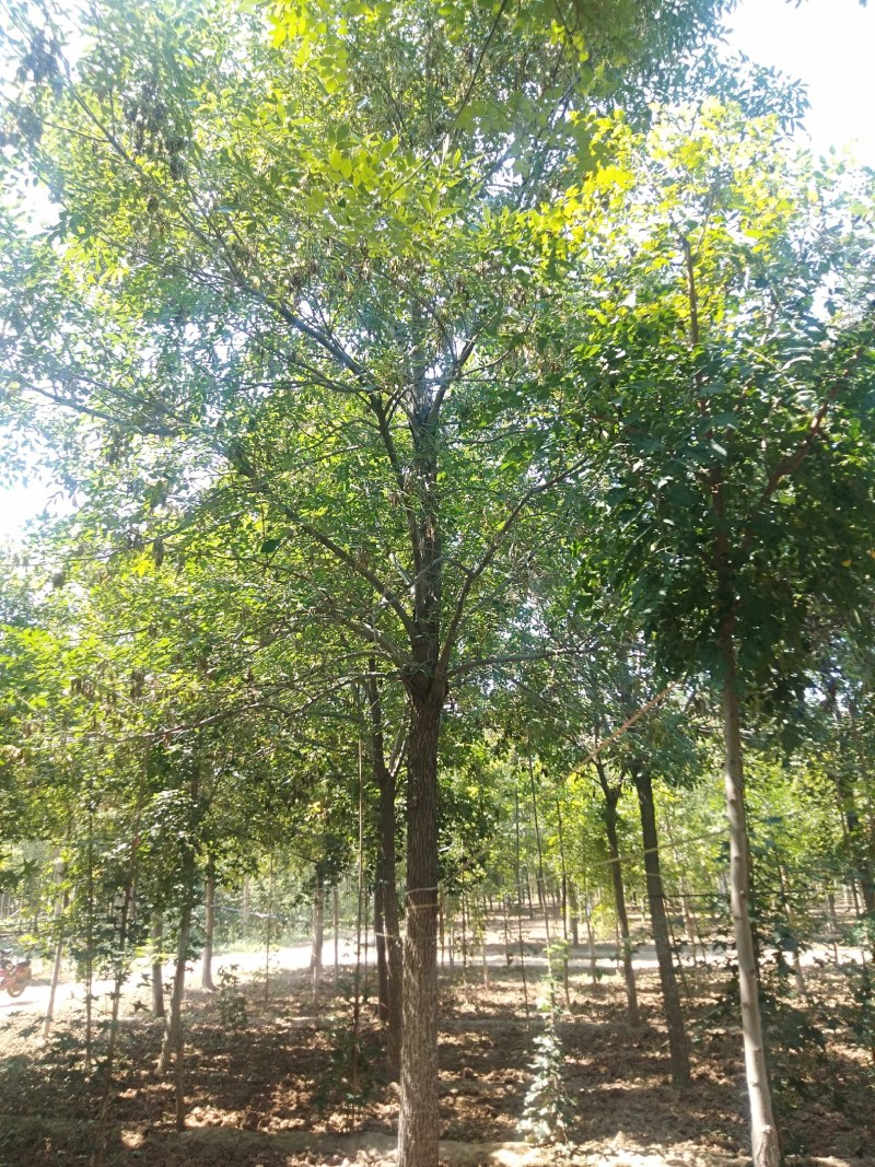 白蜡15-20公分，有量，需要的可以联系