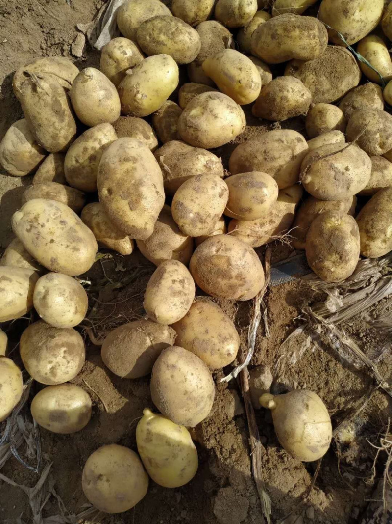 荷兰十五新货大量有货保证质量价格实惠
