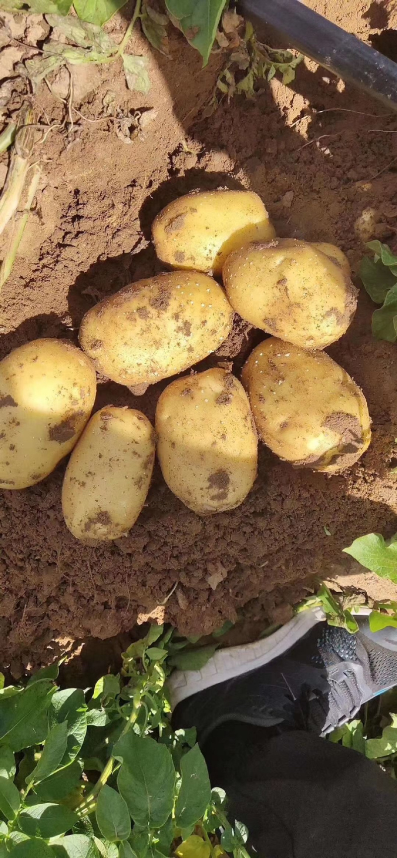 荷兰十五新货大量有货保证质量价格实惠