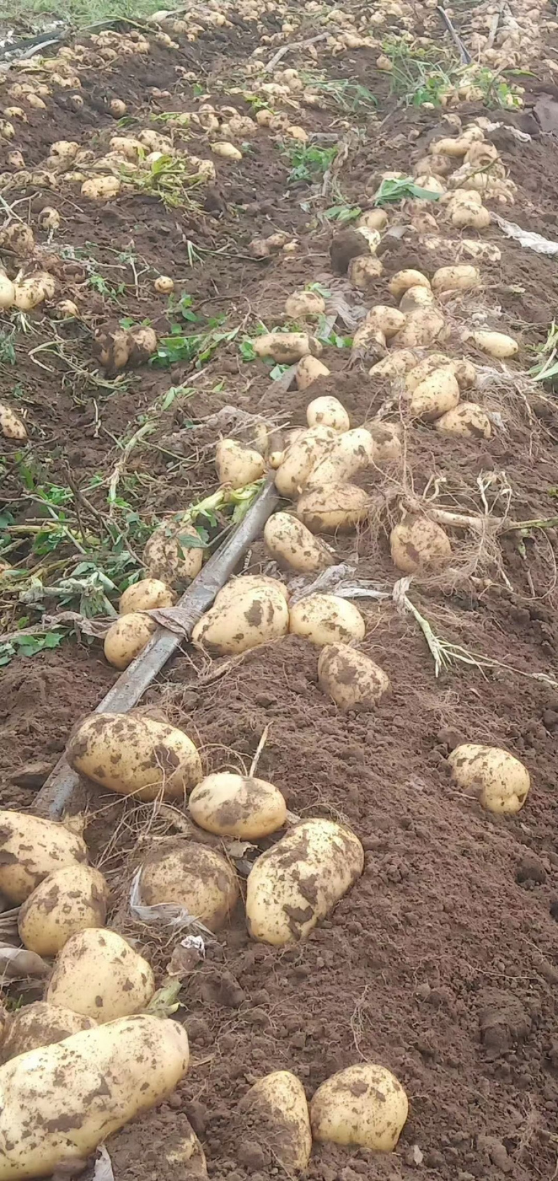 荷兰十五新货大量有货保证质量价格实惠
