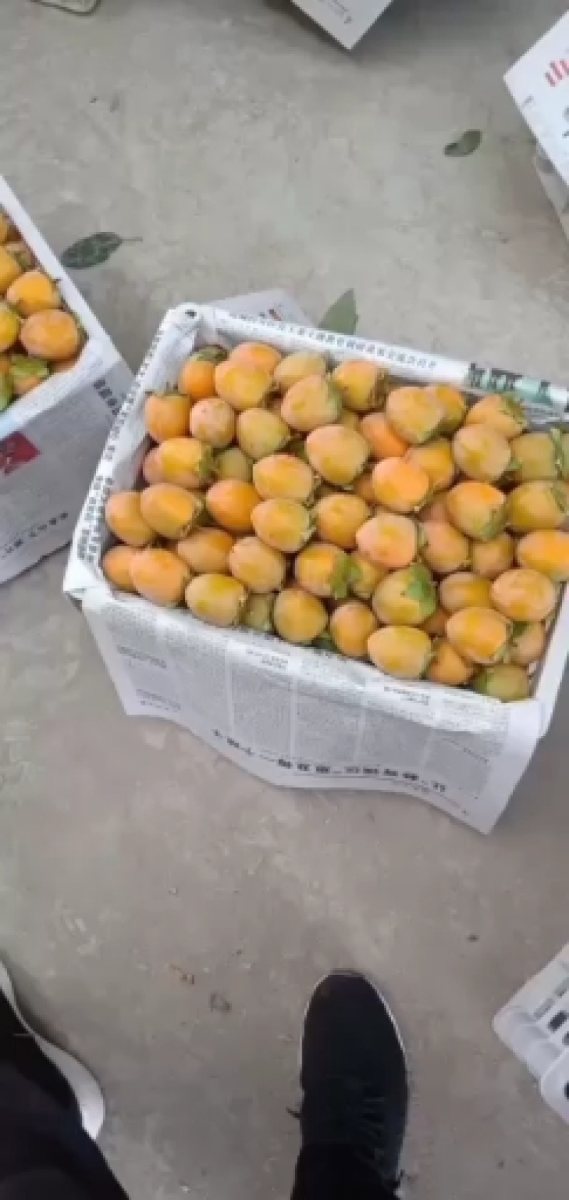 吊红柿子，珍珠小柿子。