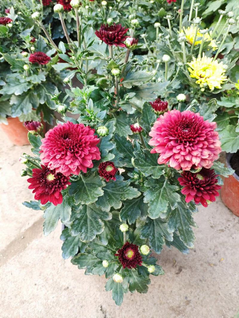 【菊花季】盆栽带花苞室内阳台四季开花耐寒菊花苗花卉
