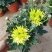 【菊花季】盆栽带花苞室内阳台四季开花耐寒菊花苗花卉