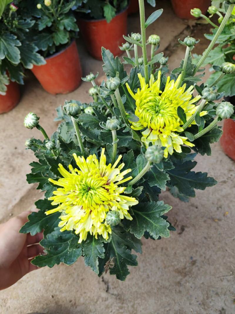 【菊花季】盆栽带花苞室内阳台四季开花耐寒菊花苗花卉