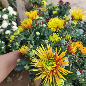 【菊花季】盆栽带花苞室内阳台四季开花耐寒菊花苗花卉