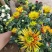 【菊花季】盆栽带花苞室内阳台四季开花耐寒菊花苗花卉