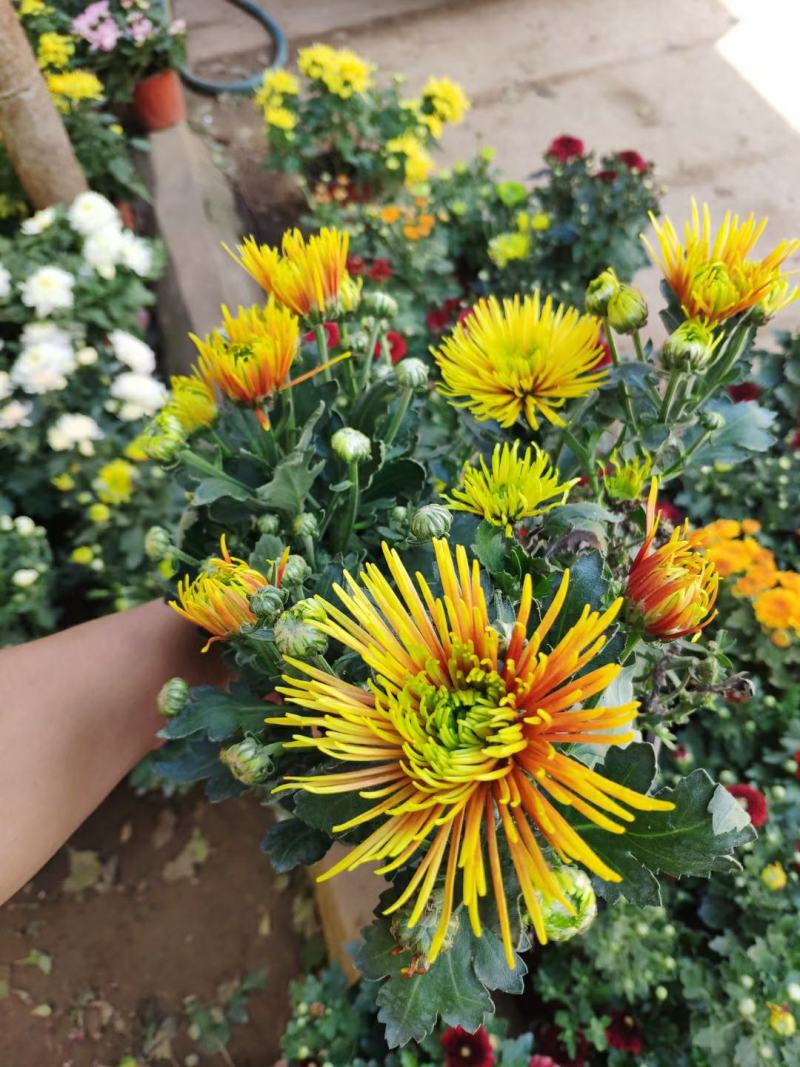 【菊花季】盆栽带花苞室内阳台四季开花耐寒菊花苗花卉