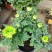 【菊花季】盆栽带花苞室内阳台四季开花耐寒菊花苗花卉