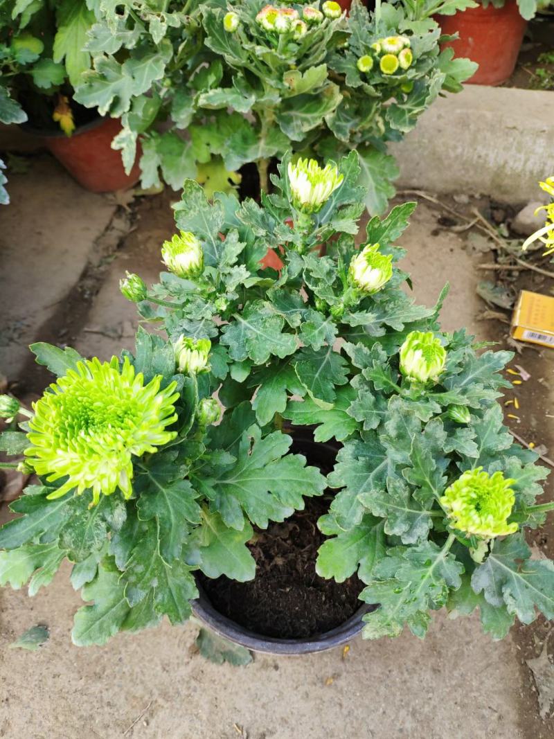 【菊花季】盆栽带花苞室内阳台四季开花耐寒菊花苗花卉