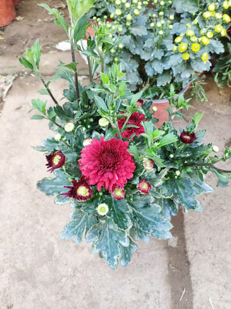 【菊花季】盆栽带花苞室内阳台四季开花耐寒菊花苗花卉