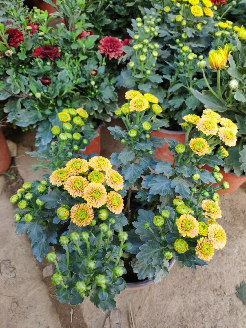 【菊花季】盆栽带花苞室内阳台四季开花耐寒菊花苗花卉