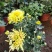 【菊花季】盆栽带花苞室内阳台四季开花耐寒菊花苗花卉