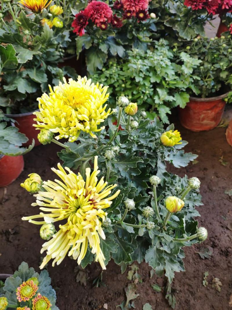 【菊花季】盆栽带花苞室内阳台四季开花耐寒菊花苗花卉