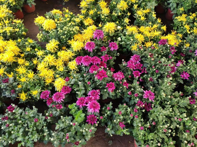 【菊花季】盆栽带花苞室内阳台四季开花耐寒菊花苗花卉