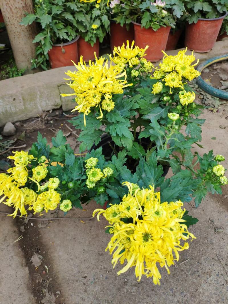 【菊花季】盆栽带花苞室内阳台四季开花耐寒菊花苗花卉