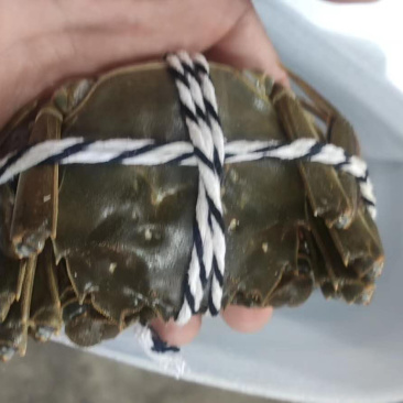 阳澄湖大闸蟹明日开湖，支持一件代发，需要的老板来抢！