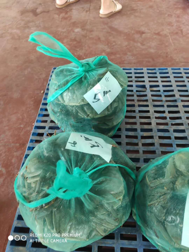 阳澄湖大闸蟹明日开湖，支持一件代发，需要的老板来抢！