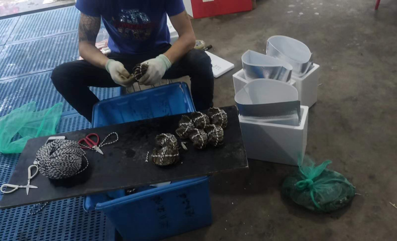 阳澄湖大闸蟹明日开湖，支持一件代发，需要的老板来抢！