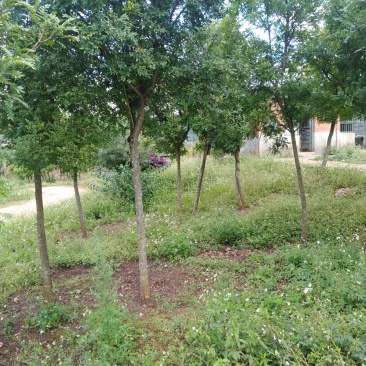 云南省蒙自市清香木(米径6么分至8公分)岀售