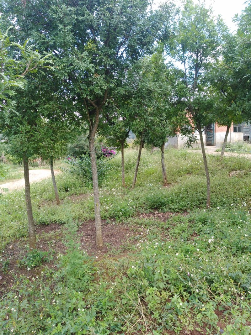 云南省蒙自市清香木(米径6么分至8公分)岀售