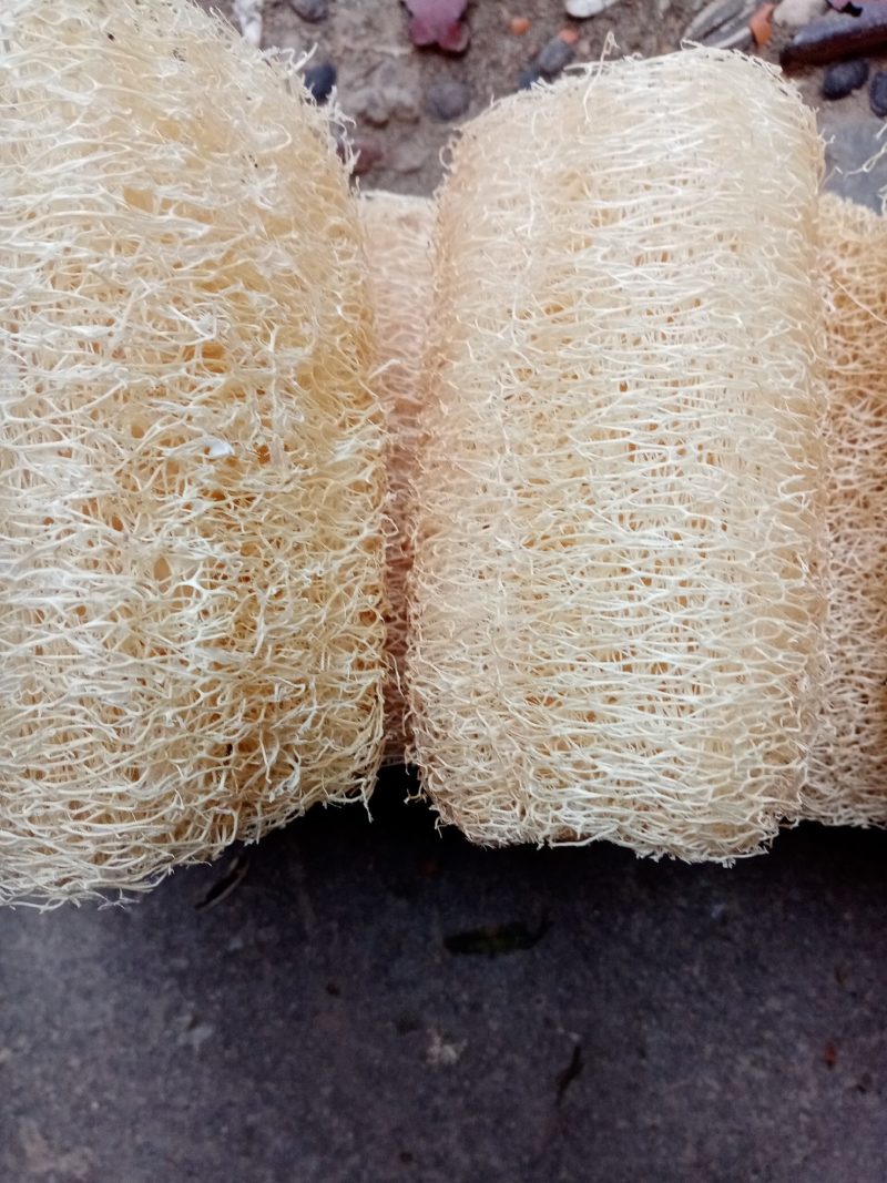 洗碗用丝瓜络：药用丝瓜络无皮元籽干品9元一斤。有大货批发