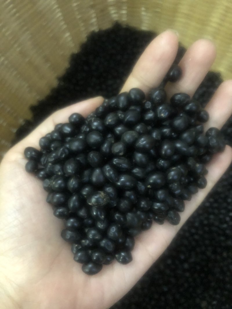 山豆根种子颗颗饱满