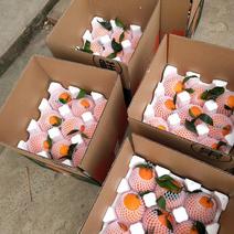 爱媛38号果冻橙[红美人]专业代办果冻橙10月上市