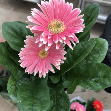 非洲菊花色多颜色亮基地出货质优价廉