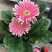 非洲菊花色多颜色亮基地出货质优价廉